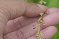 Dioscorea belophylla